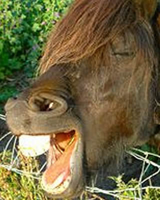 Donkey's teeth
