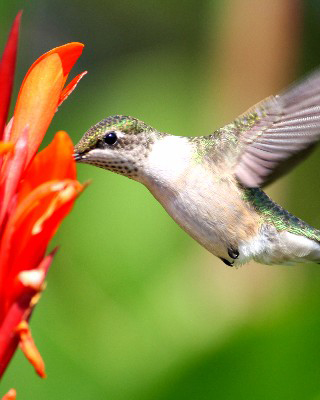 Hummingbird